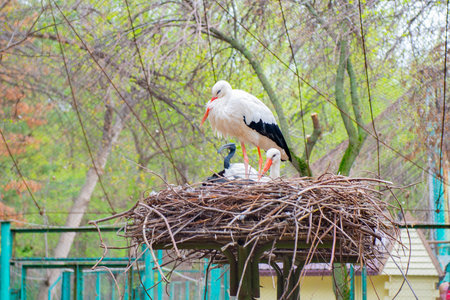 Several storks sitting in a nest in a zooの写真素材
