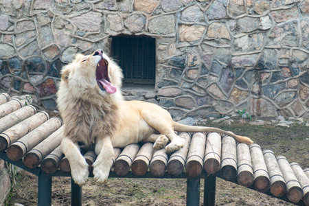 A golden lion yawns at the Tashkent Zooの写真素材