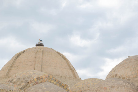 Several domes of a madrasah with storks in Bukhara