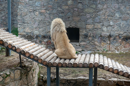 Big lion in the zoo sitting on a bench