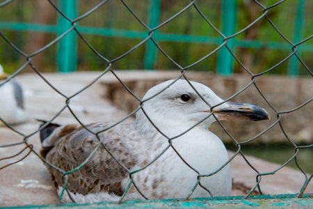 Beautiful small bird in a zooの写真素材
