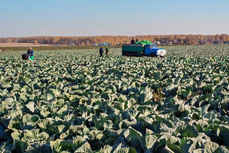 Cabbage fields with workers harvesting cabbage in the field in RUSSIA OCTOBER 20, 2015のeditorial素材