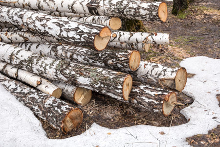 freshly sawn birch logs in the forest in Russia