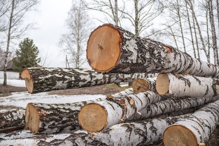 freshly sawn birch logs in the forestの写真素材