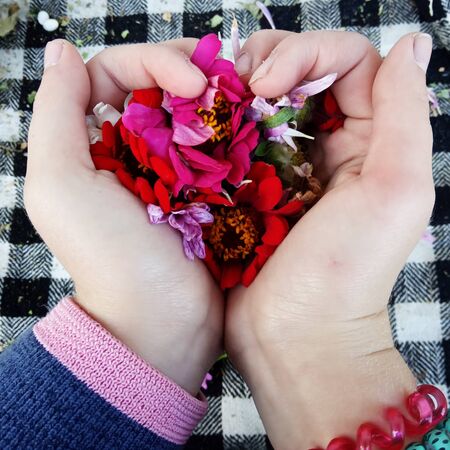 girl holds in palms red and pink petals different flowers in the form of hearts. close up.の写真素材