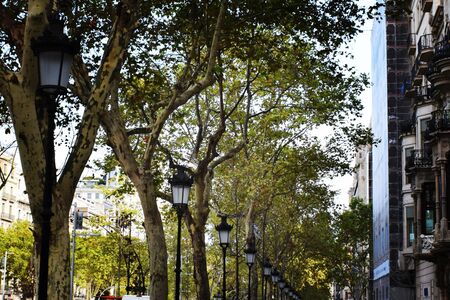 City alley with poplars. The road goes to the horizon. On the sides of the path are lanterns with white lamps.の写真素材