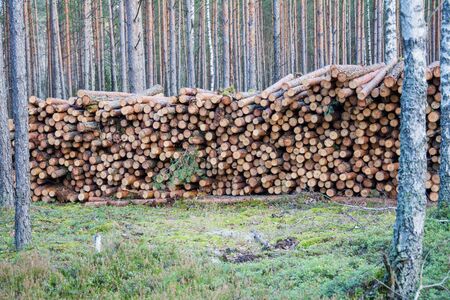 Lot of Natural wooden logs cut and stacked in pile, felled by the logging timber industry. Pile of felled pine trees in the forest background.の写真素材