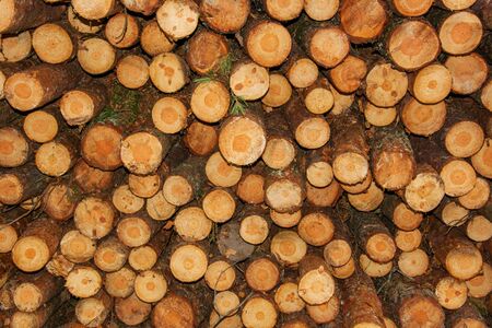 Wooden Logs Trunks of trees cut and stacked. Trunks of felled trees are prepared for transportation on a timber truck. Large amount of tree felling in spring as background.の写真素材