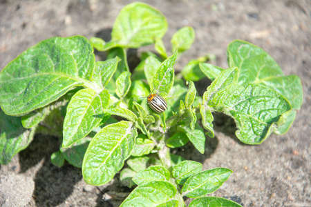 Colorado potato beetle or Leptinotarsa decemlineata eats potato leaves. Colorado Bug on green potato bushesの写真素材