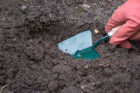 Gardener planting plant in the yard. Seasonal works in the garden. Green Shovel in handの写真素材