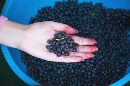 Hands with blueberries on berry background. Diet and health food concept