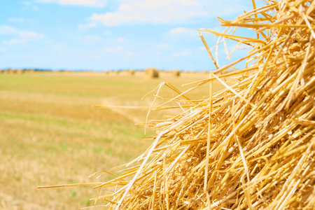 Autumn nature landscape and background. Haystacks on agricultural field in sunny autumn day. Yellow...