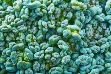 Macro photo green fresh vegetable broccoli. Vegetables for diet and healthy eating. Organic foodの写真素材