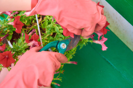 Woman picking flowers from cutting garden. Worker trimming flower garden