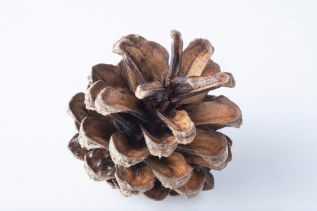 Brown open pine cone with shadow on white background.