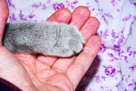 Paw Cat in human hand. Symbol of friendship of cat and humanの写真素材