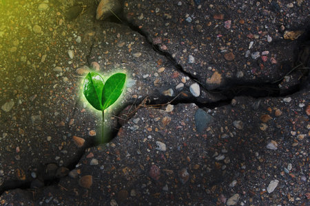 Green plant growing from crack in asphalt on road. Beginning of new life, growth, motivation,...