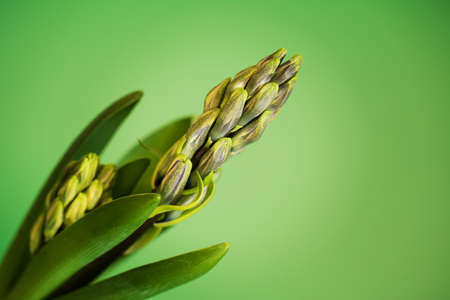 Hyacinth plants with buds on green background. Spring flower conceptの写真素材