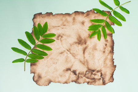 Creative nature layout made of green tropical leaves and sheet of burnt paper with ragged edges....