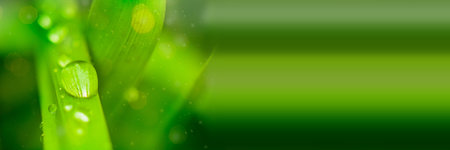 Morning dew water drops on fresh green leaf. Natural blurred background with bokeh in sunlight....