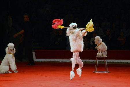 From February, 24 till February, 27th in Saratov passed second All-Russia festival-competition の写真素材