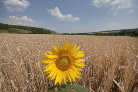 Lonely blossoming sunflower on a wheaten field.の写真素材