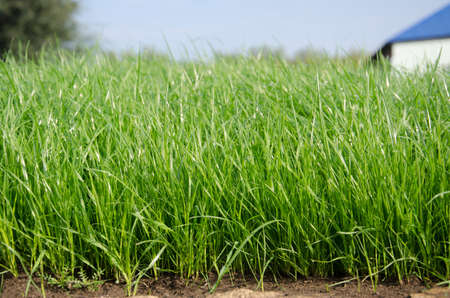 Lawn with young green grass on the background of the rural houses の写真素材