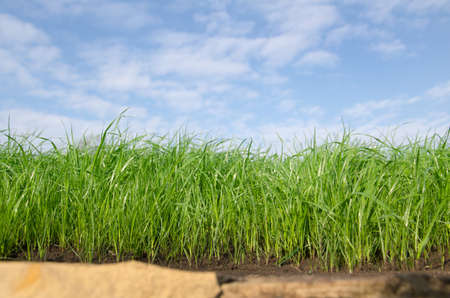 Green lawn grass against the blue sky の写真素材