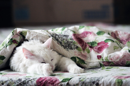 White cat sleeping and dreaming in the bedの写真素材