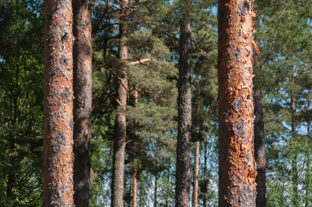 Pine stem in the forestの写真素材