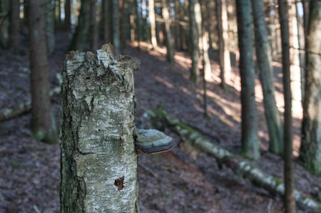 Sponge on a broken birch