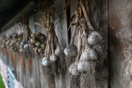 Drying onions on the wallの写真素材