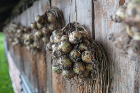 Drying onions on the wallの写真素材