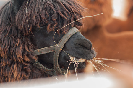 Alpaca eating hayの写真素材