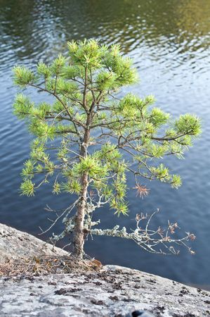 Lonely pine tree  on the shoreの写真素材