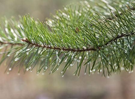 Green pine tree after rainの写真素材