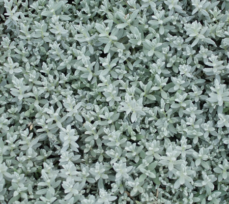 Green foliage suitable as backgroundの写真素材