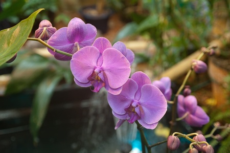 Beautiful flower at the fieldの写真素材