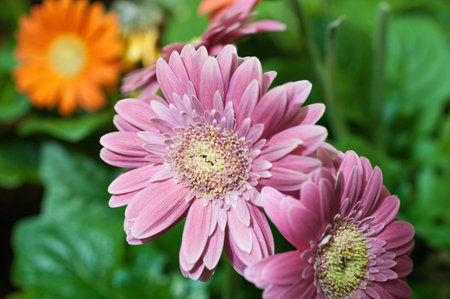 Beautiful flower at the fieldの写真素材