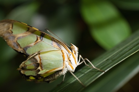 Beautiful butterfly on a green leafの写真素材