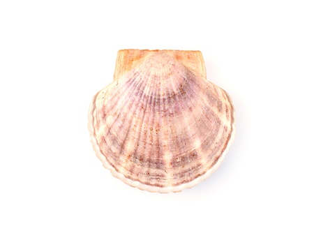 Scallop shells isolated on white backgroundの写真素材