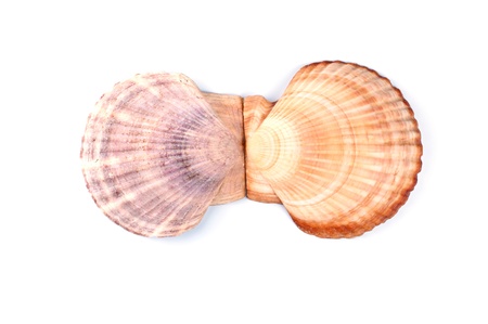 Scallop shells isolated on white backgroundの写真素材