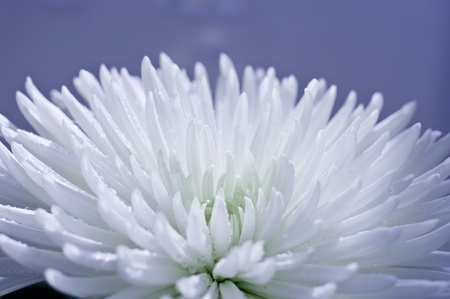 White Chrysanthemum flower abstract backgroundsの写真素材