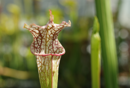 Sarracenia leucophylla, white pitcher plant, endemic, endangered flowers, greenhouse for saving the gene pool, carnivorous plant, science, Europe, EUの写真素材