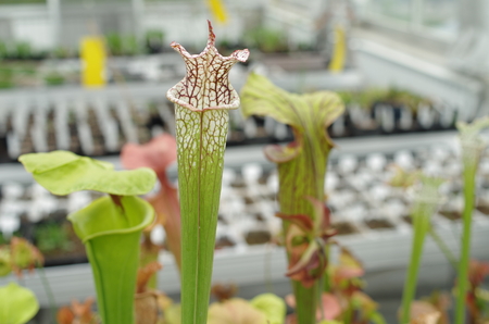 The yellow pitcherplant, Sarracenia flava and white pitcher plant, Sarracenia leucophylla, endemic, endangered flowers, greenhouse for saving the gene pool, carnivorous plant, science, Europe, EUの写真素材