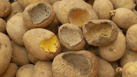 Potatoes and potato spoiled and spoilage warehouse mouse and mice bite, pest of stored vegetable...