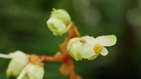 Begonia plant and flower Malay Peninsula in cultivation greenhouse technology for scientific research science of gene pool and conservation of biodiversity, houseplant horticultural plant, detail close-upの写真素材