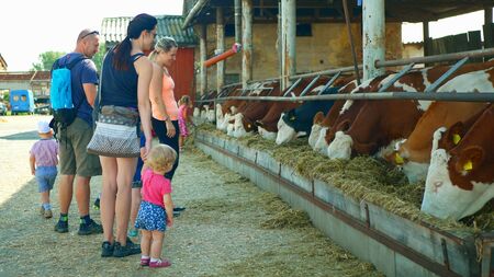 OLOMOUC, CZECH REPUBLIC, JUNE 11, 2019: Cows on organic farm farming, family children baby, feed hay grass silage pets, dairy cows, Czech Fleckvieh breed, dairy cattle breeds, cowshed feedingのeditorial素材