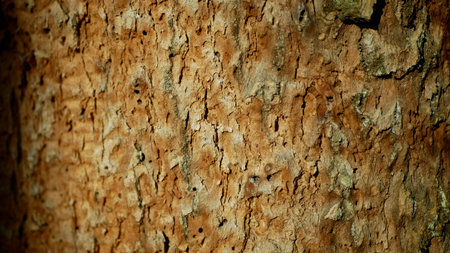 Bark beetle pest deciduous oak forests Europe infested drought dry attacked Xyleborus monographus...