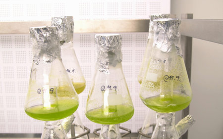 Storage, oxygenation and laboratory sample preparation plant hale cress and mouse-ear cress or...